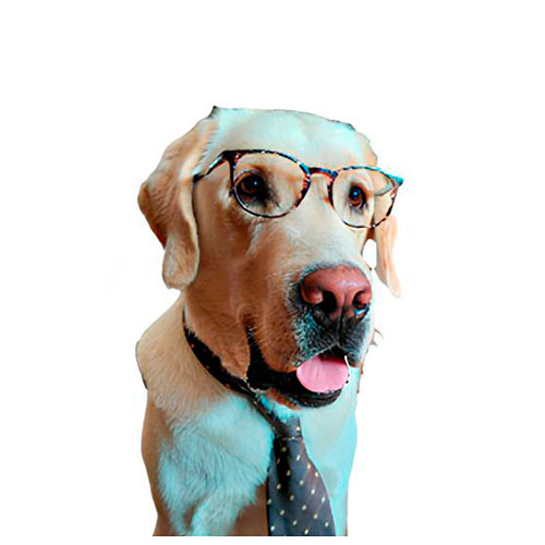 un perro de raza Labrador Retriever con gafas y corbata